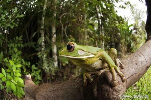 喷水蛙吃瓜视频大全免费观看,免费观看视频大全集锦  第2张